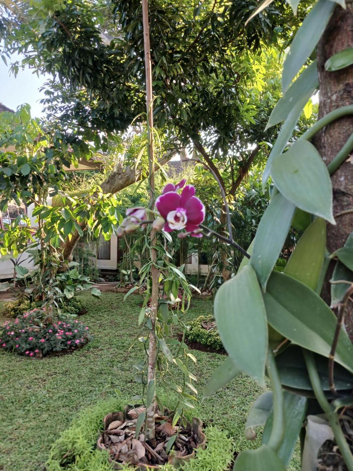 Puri Amartha Lejlighed Ubud Eksteriør billede